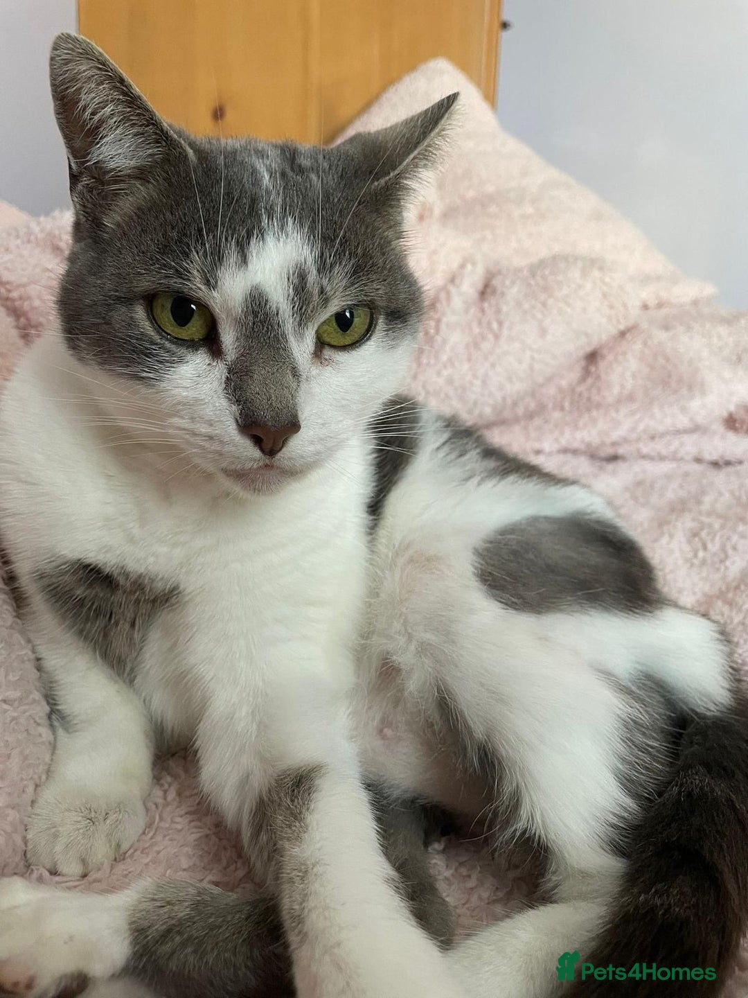 British Shorthair cats for sale: New home required - Advert 6