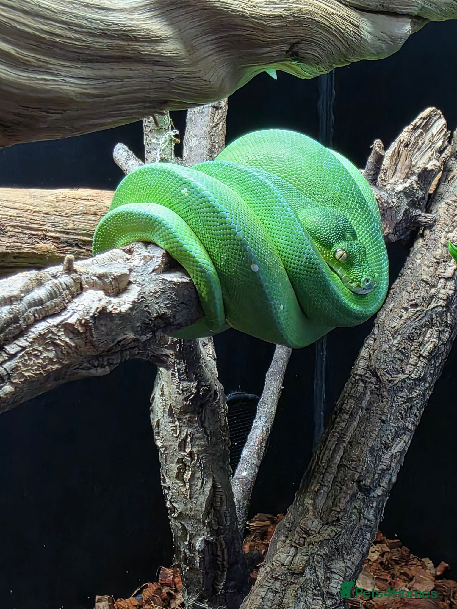 Python Snake reptiles Male manokwari green tree python and pvc setup - Advert 1
