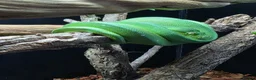 Python Snake reptiles for sale: Male manokwari green tree python and pvc setup - Advert 1