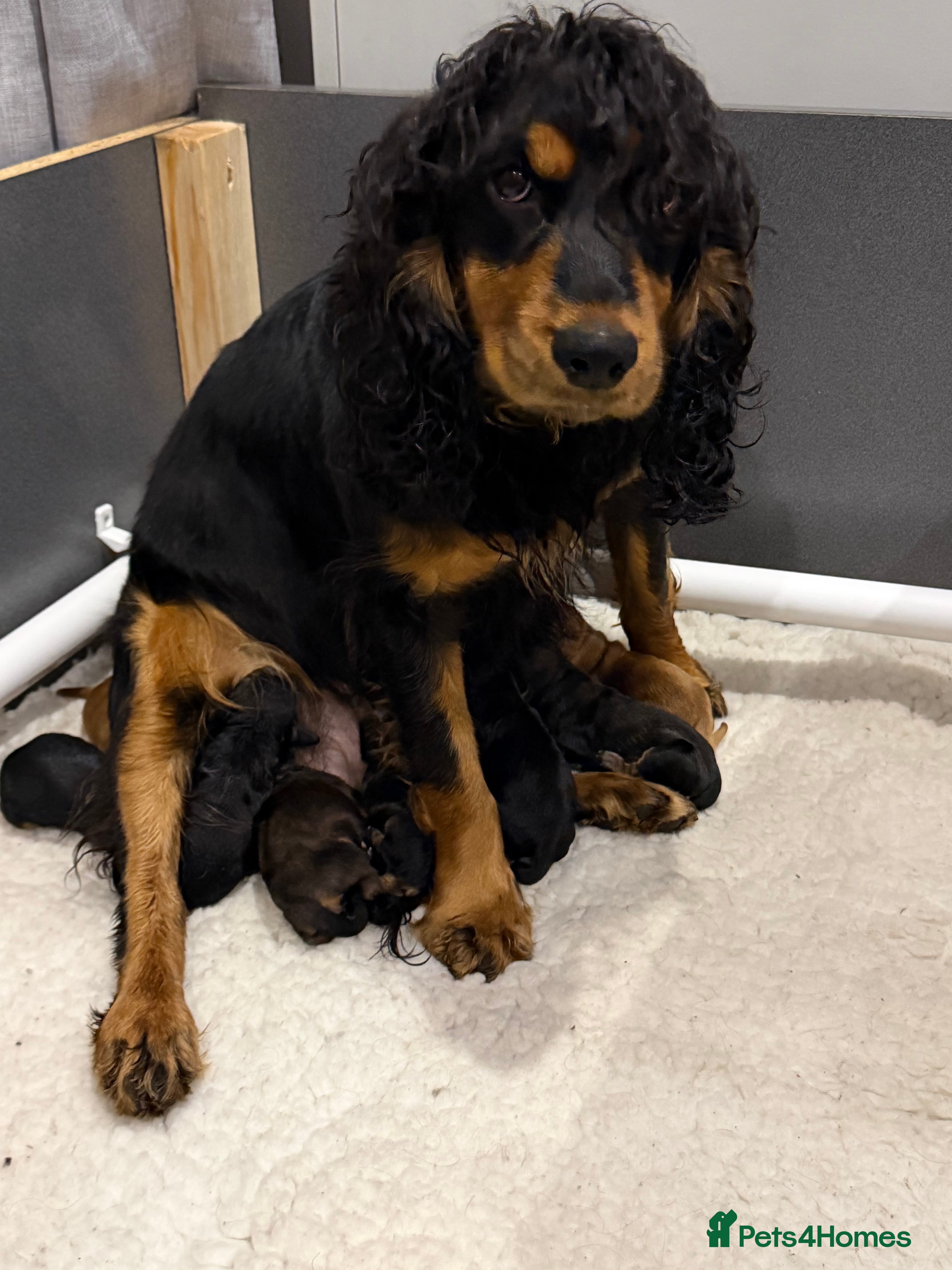 Cocker Spaniel dogs Lovely litter of Working cocker spaniel pups  - Advert 2