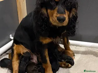 Cocker Spaniel dogs Lovely litter of Working cocker spaniel pups - Advert 2