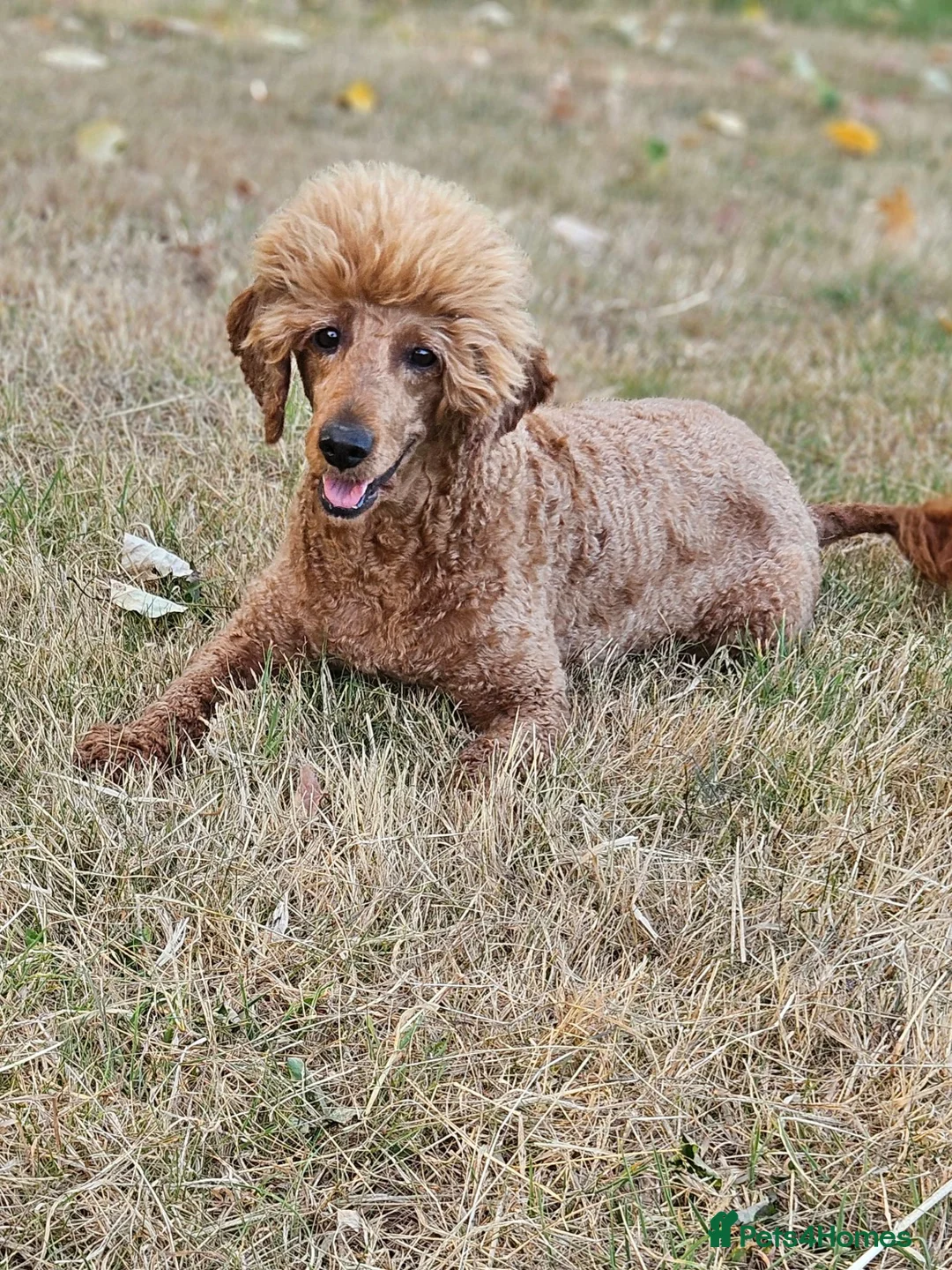 Cockapoo dogs for sale: F1 Miniature cockapoo puppies - Advert 7