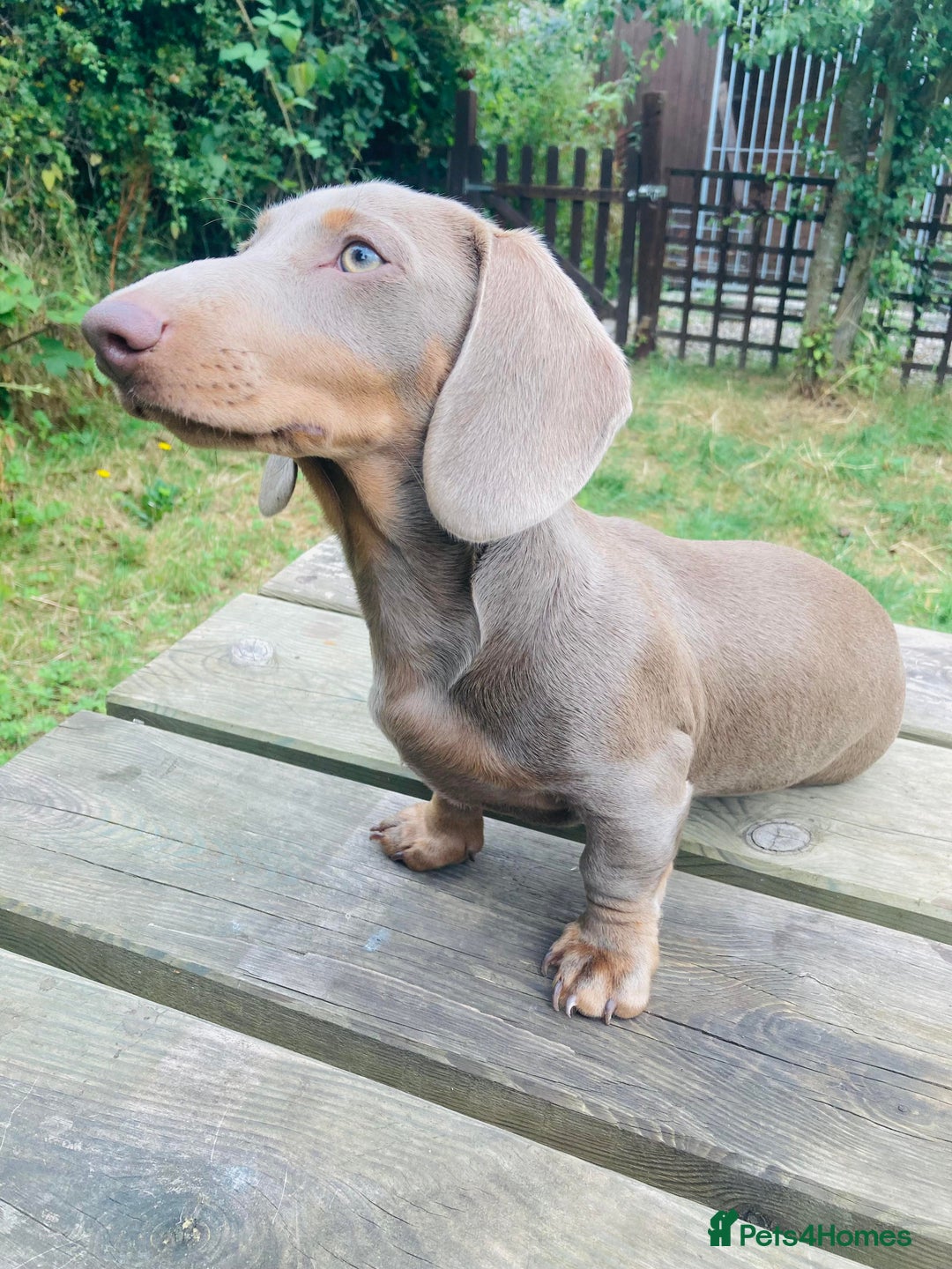 Miniature Dachshund dogs for stud: KCReg L/l1 CoI0% PRA DM & OI Clear ISABELLA STUD  in Gunnislake - Advert 6
