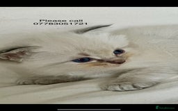 Ragdoll cats for sale: 🦋 WAITING LIST NOW OPEN 🦋 - Image 8