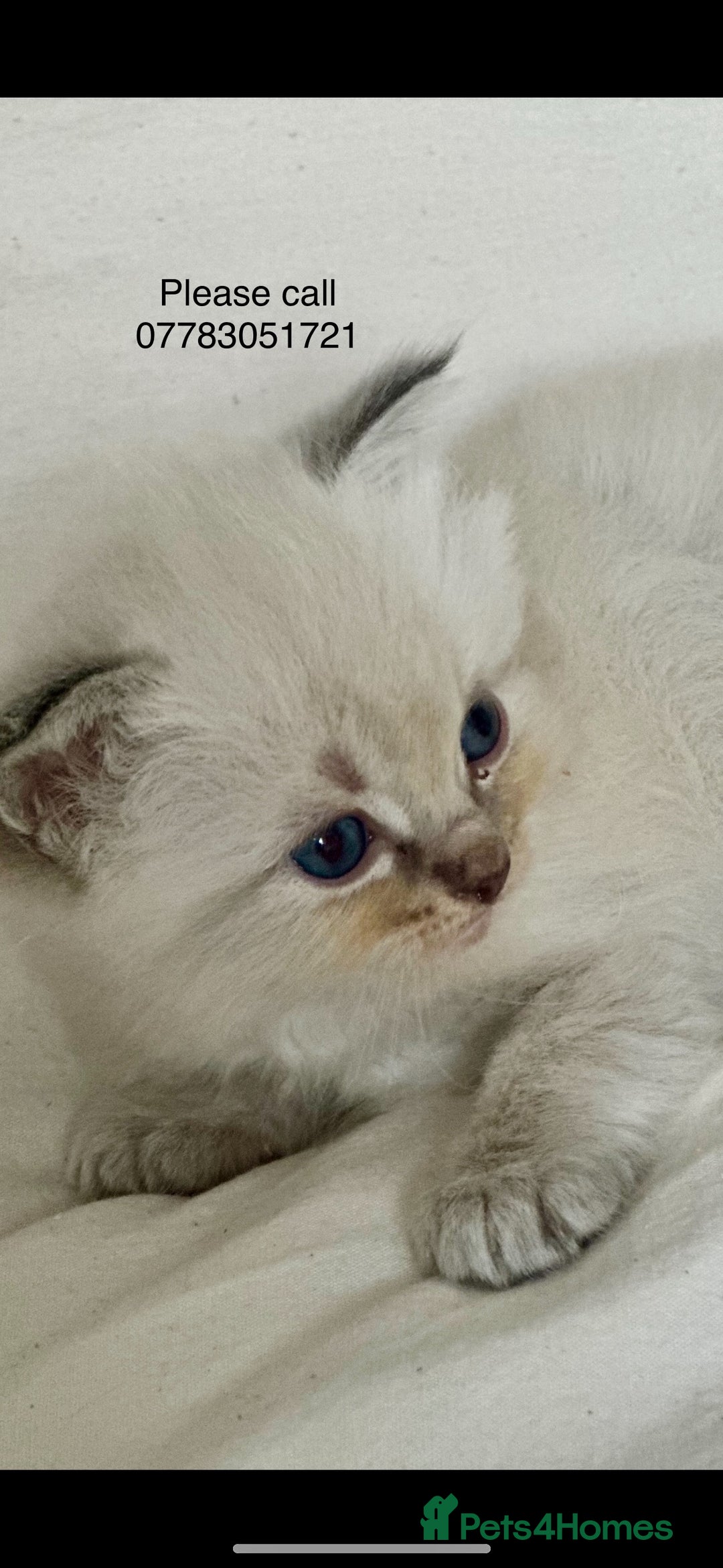 Ragdoll cats for sale: 🦋 WAITING LIST NOW OPEN 🦋 - Image 8