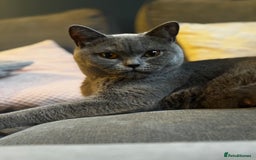 British Shorthair cats for sale: Beautiful Fluffy British Shorthair Kittens  - Image 16