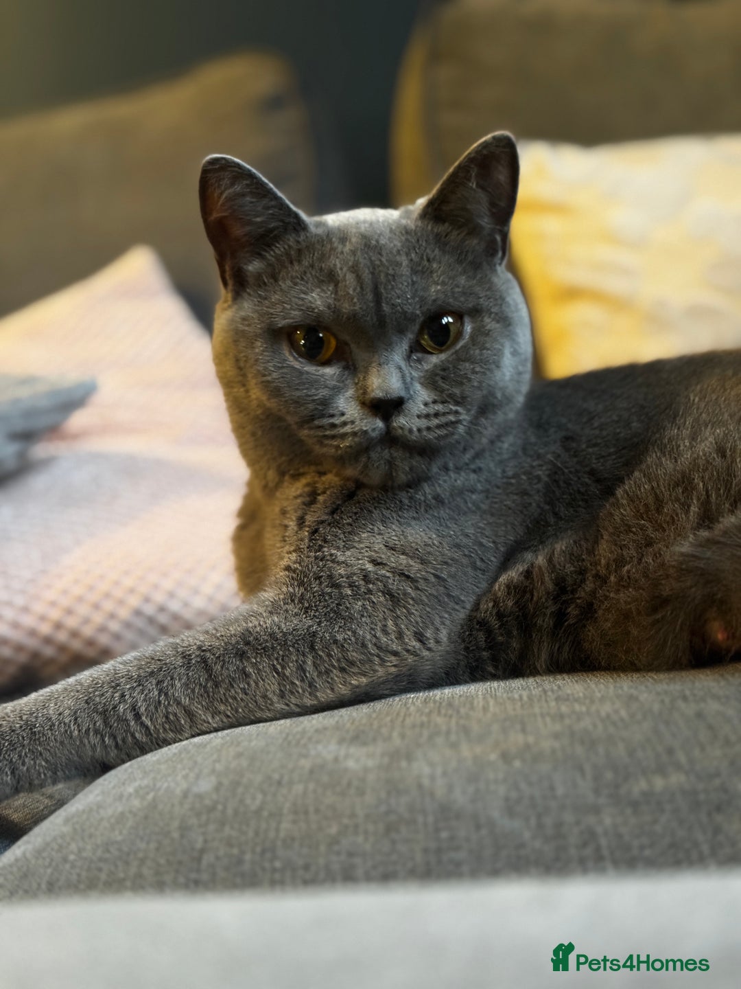 British Shorthair cats for sale: Beautiful Fluffy British Shorthair Kittens  - Image 16