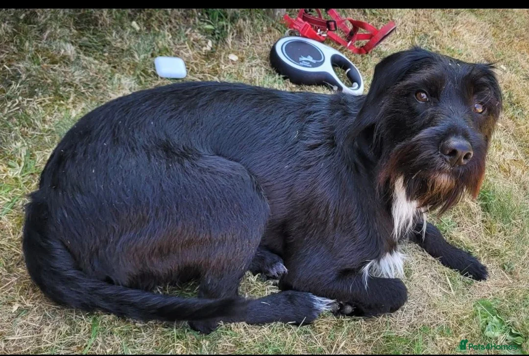 Mixed Breed dogs for sale: Bear Giant Schnauzer Cross in Leicester - Advert 2