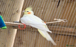 Cockatiels birds for sale: Pair of cockatiels. Female lutino, male grey pearl - Image 4