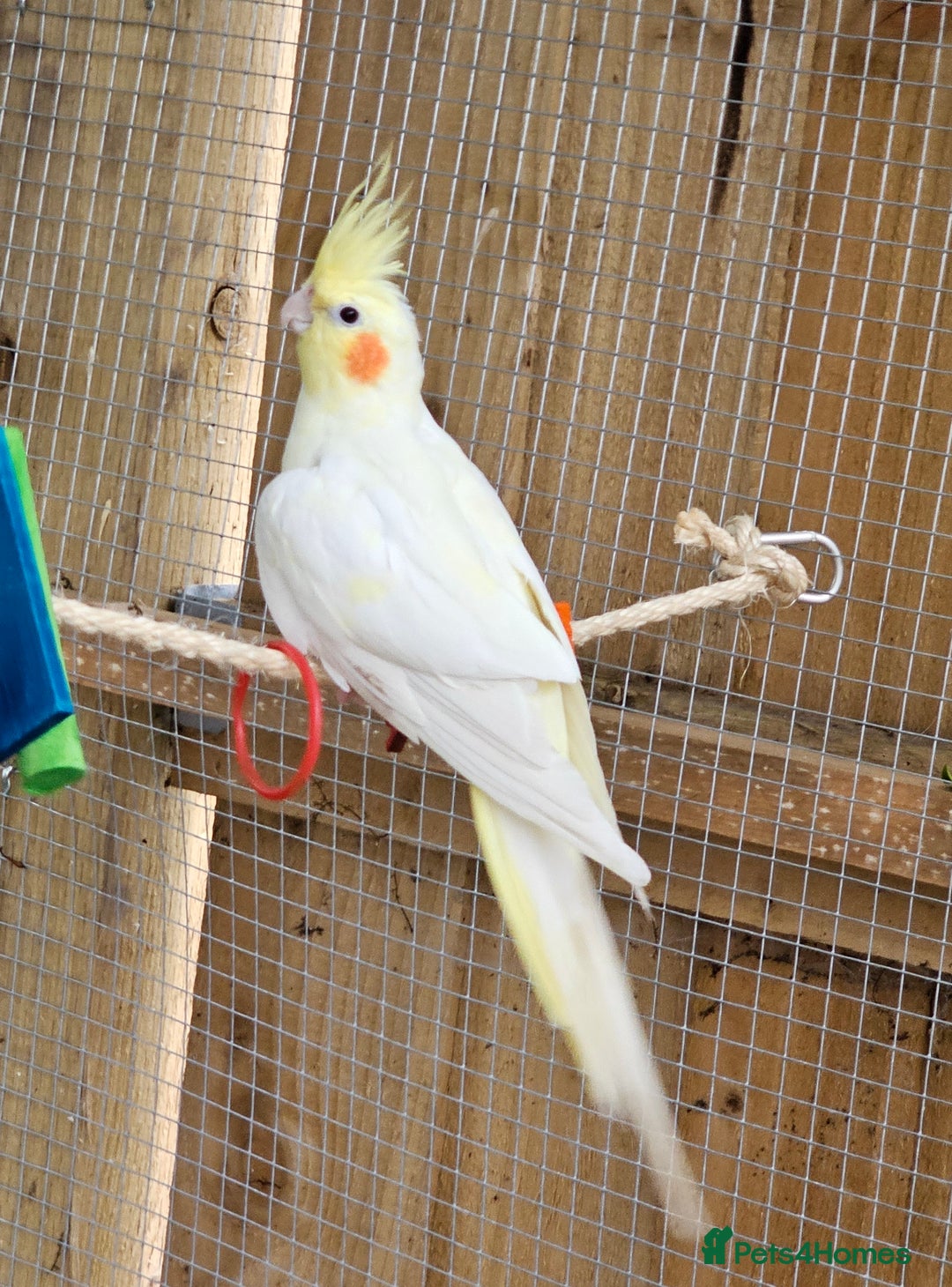 Cockatiels birds for sale: Pair of cockatiels. Female lutino, male grey pearl - Image 4