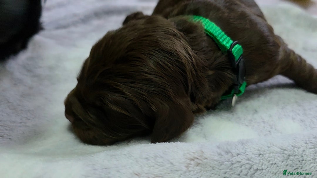 Cocker Spaniel dogs for sale: last puppy (girl) of the Working Cocker Spaniel - Advert 30