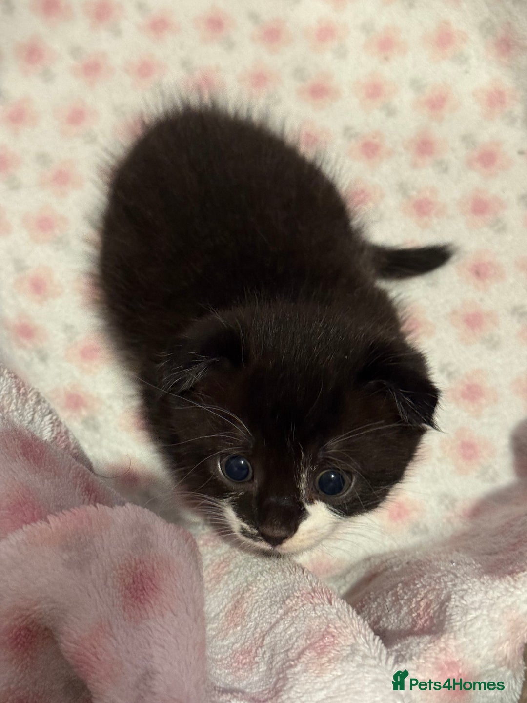 Scottish Fold cats for sale: Scottish fold mix with tabby .  - Image 16