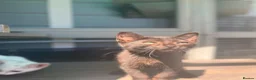 Mixed Breed cats for sale: Lovely kittens - Advert 8