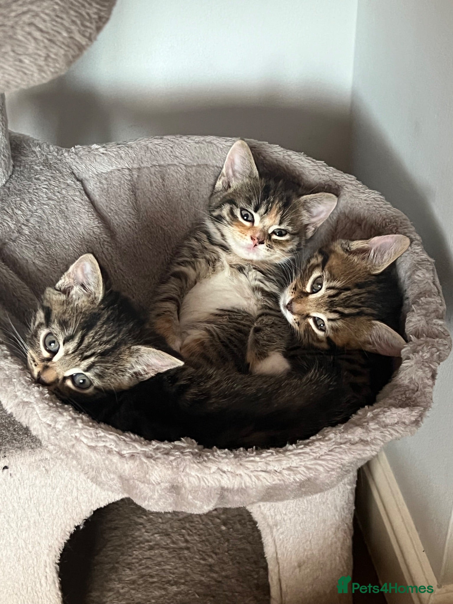 Mixed Breed cats Gorgeous half Siberian kittens - Advert 2