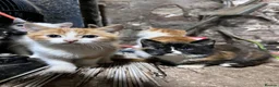 Mixed Breed cats for sale: Adorable playful farm kittens - Advert 10