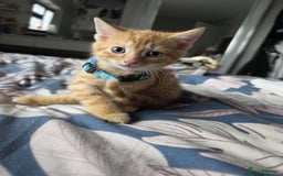 Mixed Breed cats for sale: Gorgeous 2 Girls and 3 boys For sale - Image 23