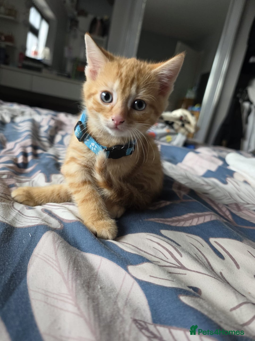 Mixed Breed cats for sale: Gorgeous 2 Girls and 3 boys For sale - Image 23
