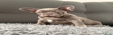 French Bulldog 2