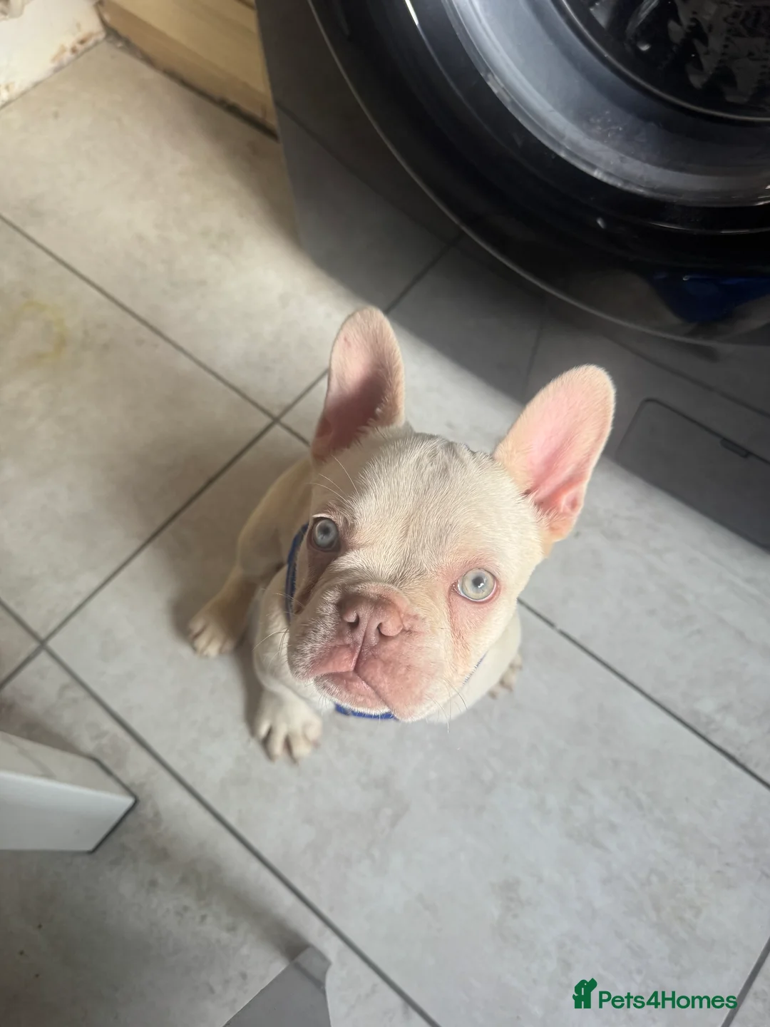 French Bulldog dogs for sale: French bulldog in London - Advert 1