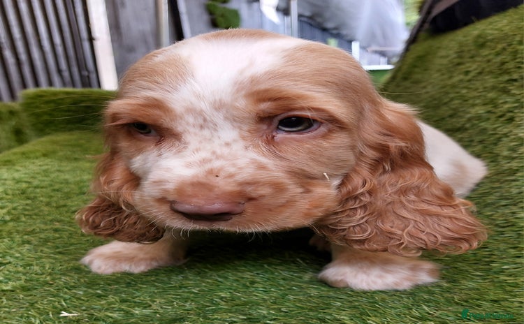 Cocker Spaniel dogs - Advert 12