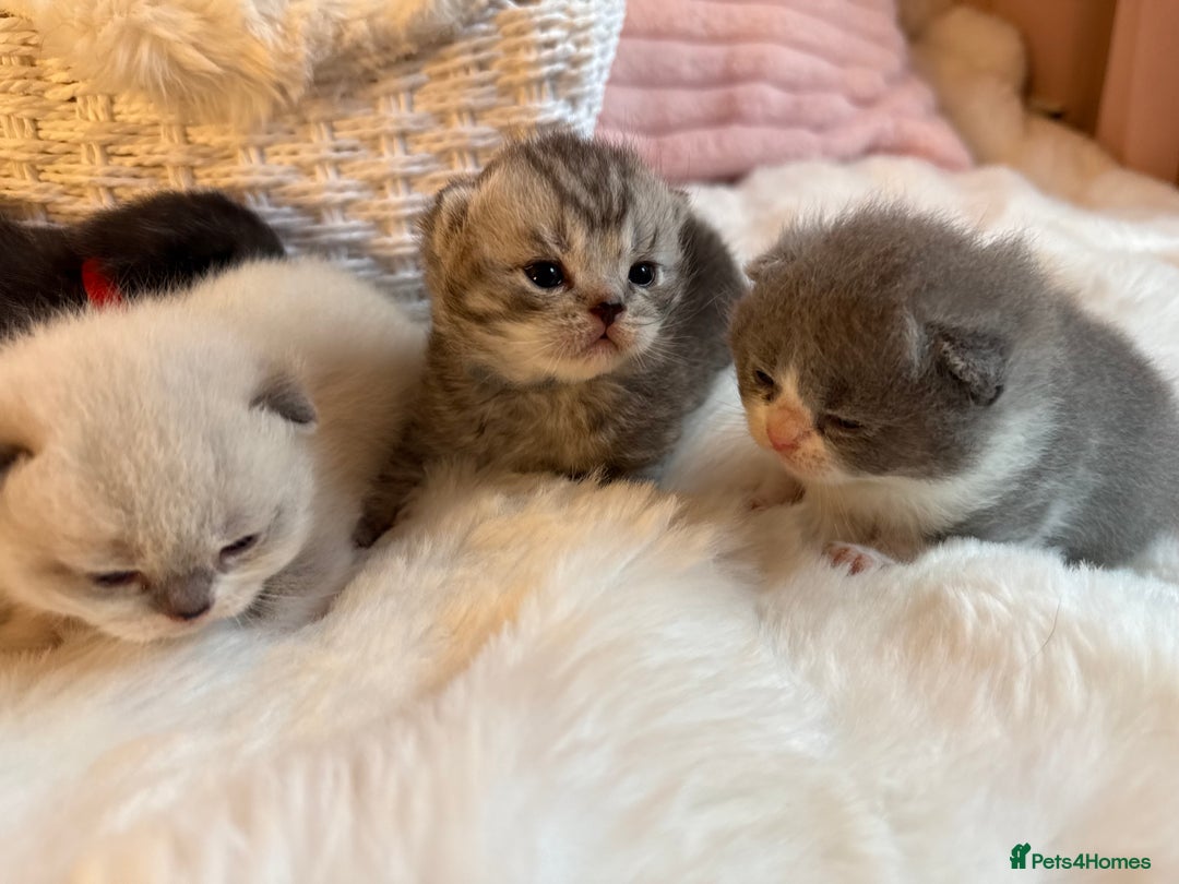 British Shorthair cats for sale: British Shorthair kittens Champion Line 🥇🏆😻 - Image 4
