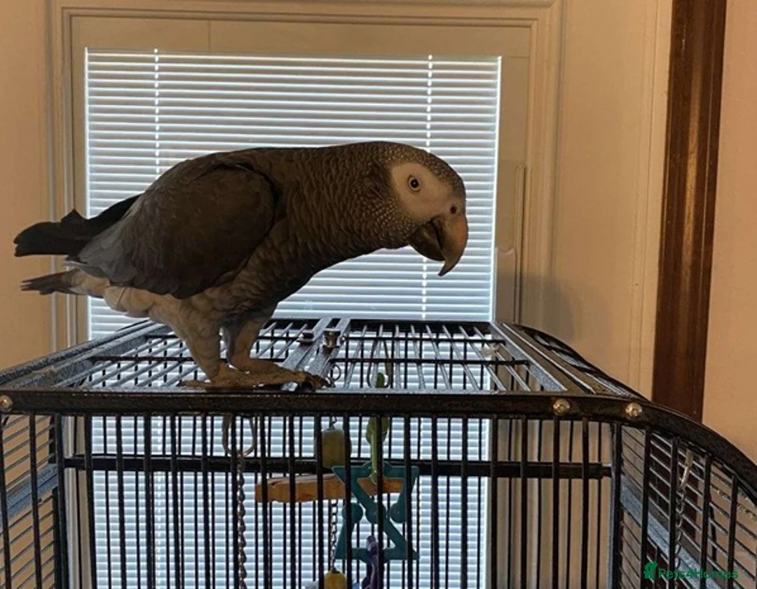 Parrots birds for sale: Intelligent African Grey Parrots–Raised with Care in Leeds - Advert 6