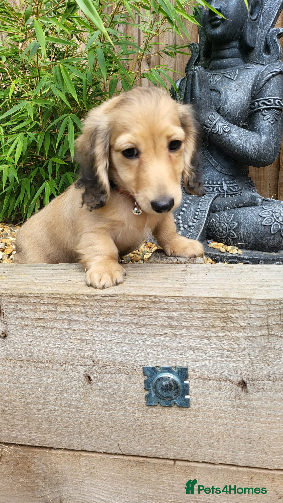 Dachshund dogs for sale: Cream boy and girl Miniature dachshund - Image 15