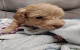 Cockapoo dogs for sale: Cockapoo puppies f2 - Image 8
