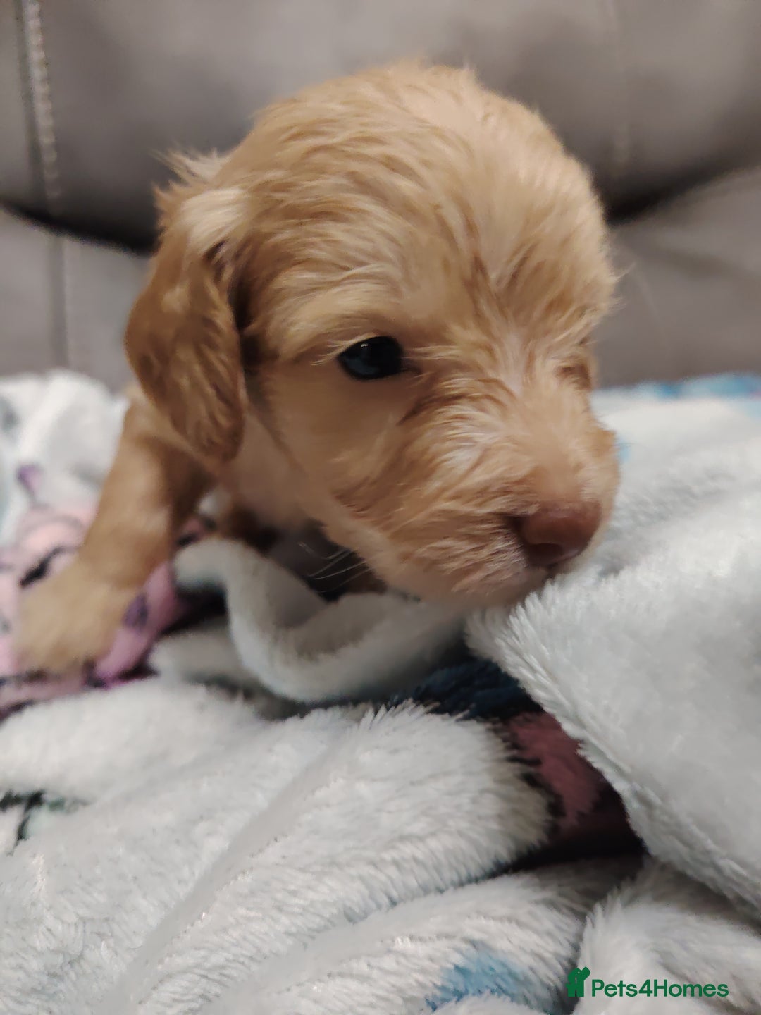 Cockapoo dogs for sale: Cockapoo puppies f2 - Image 8
