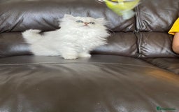 Persian cats for sale: Female persian chinchilla ready to leave - Image 5