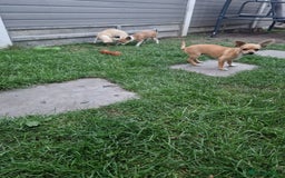 Chihuahua dogs for sale: Chihuahua puppies  - Image 8