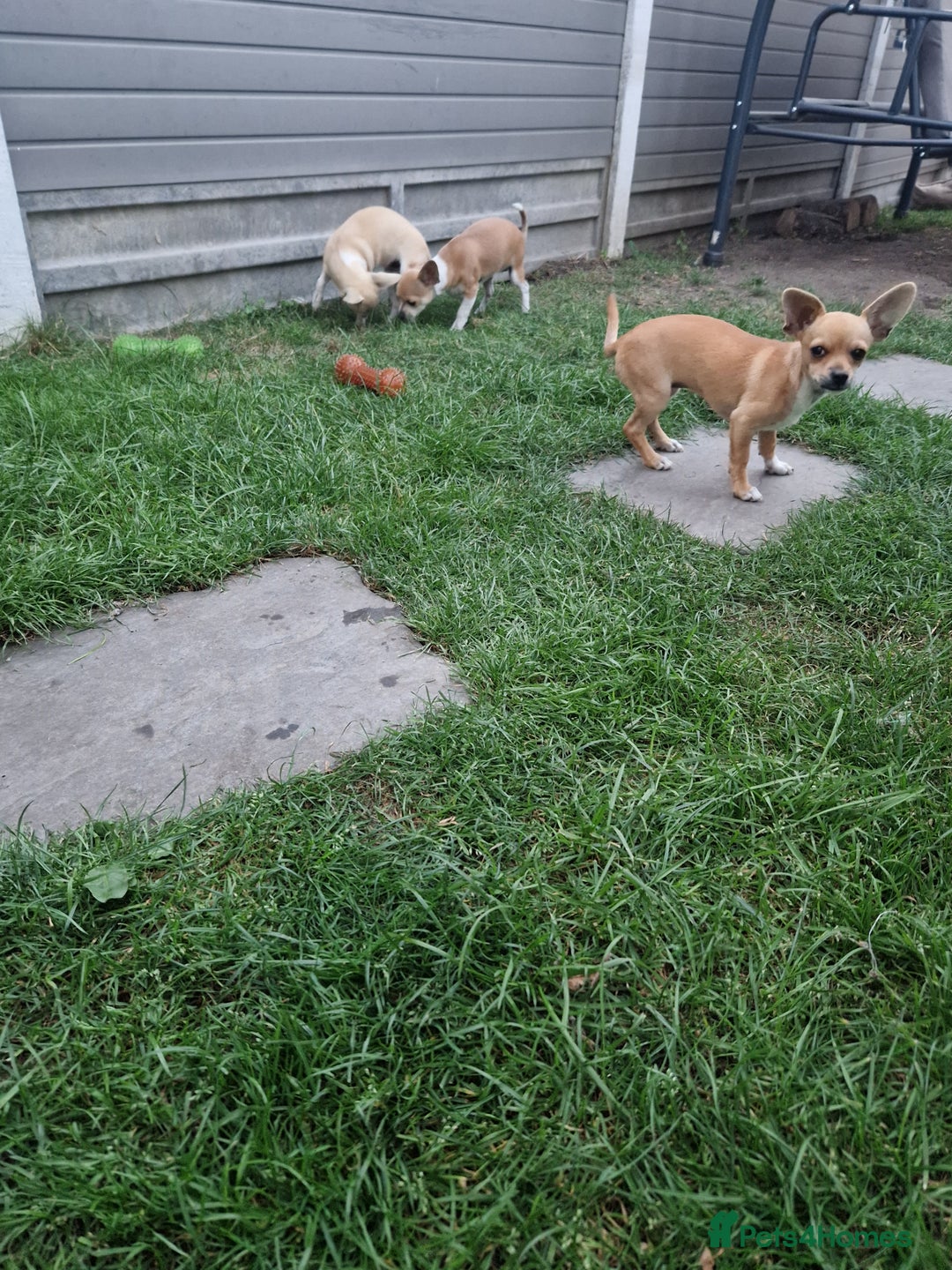 Chihuahua dogs for sale: Chihuahua puppies  - Image 8