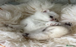 British Shorthair cats for sale: 🌟Adorable Pure BSH 5 kittens 🌟 - Image 7