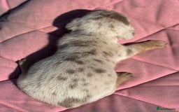 Miniature Dachshund dogs for sale: Miniature dachshund puppy’s ❤️ - Image 13