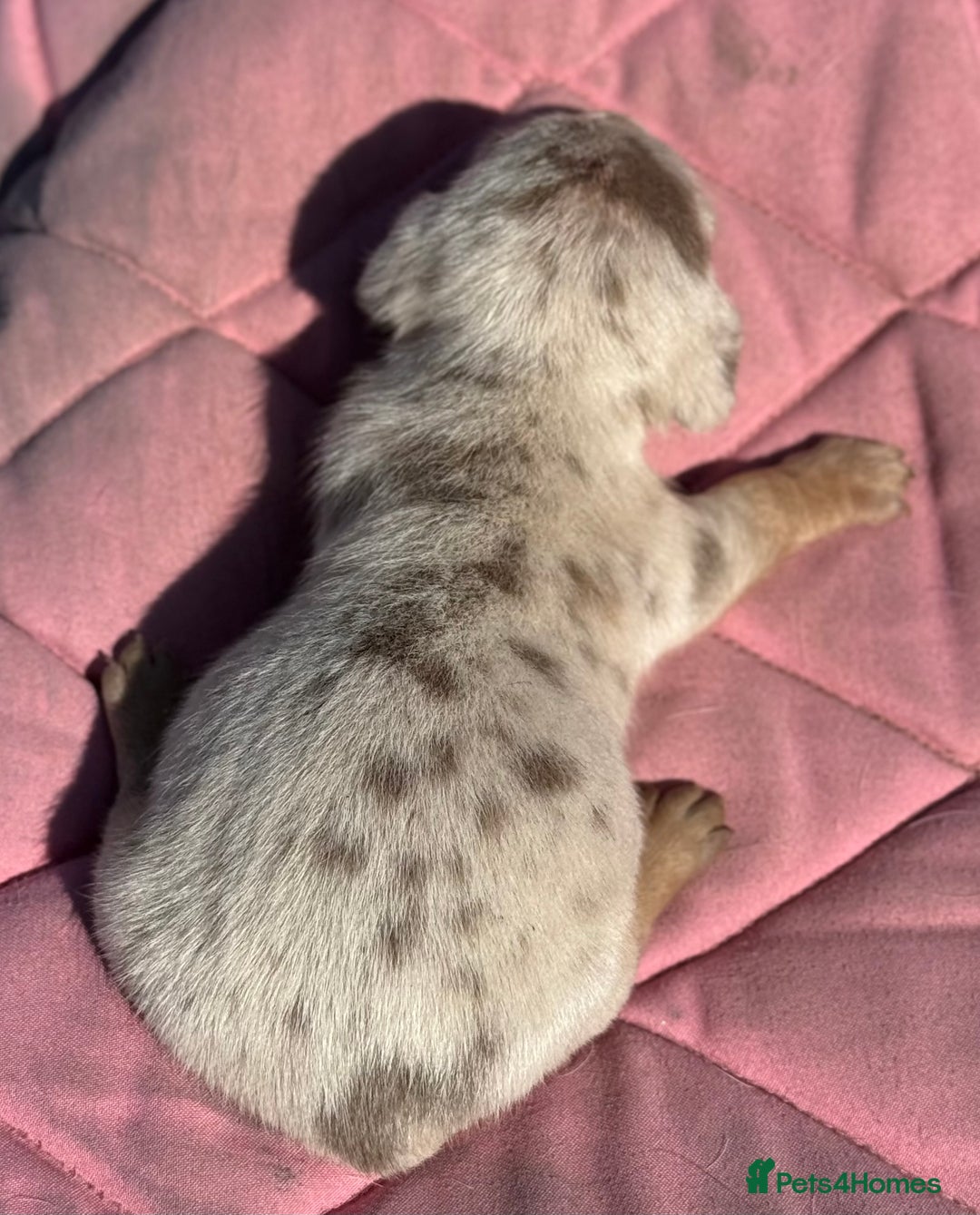 Miniature Dachshund dogs for sale: Miniature dachshund puppy’s ❤️ - Image 13