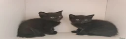 Mixed Breed cats for sale: Dog friendly 2 black kittens for sale - Advert 10
