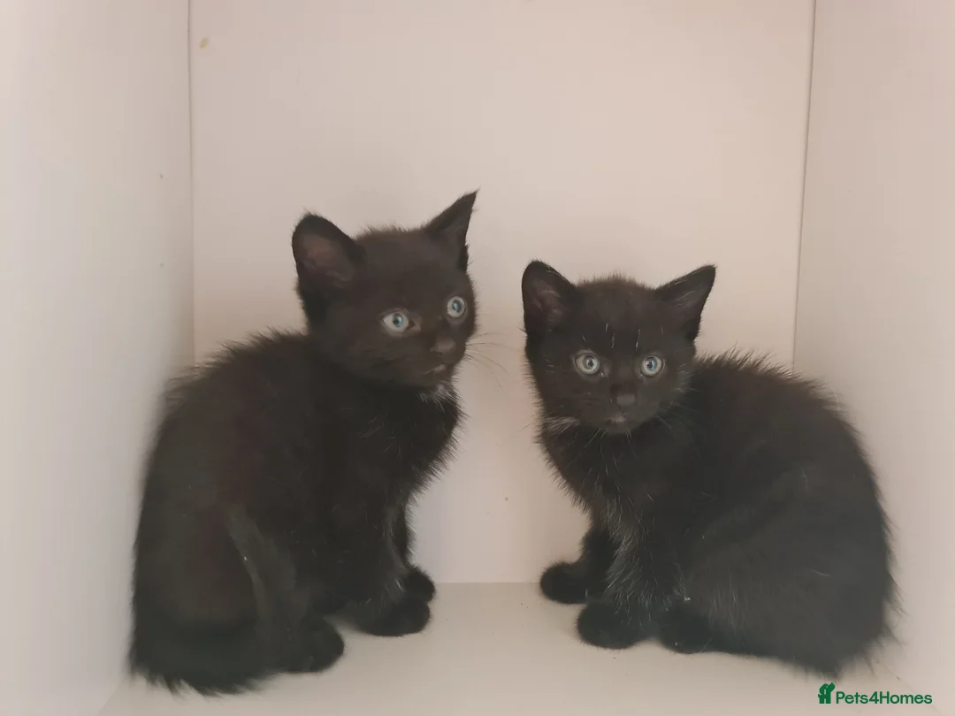 Mixed Breed cats for sale: Dog friendly 2 black kittens for sale - Advert 10