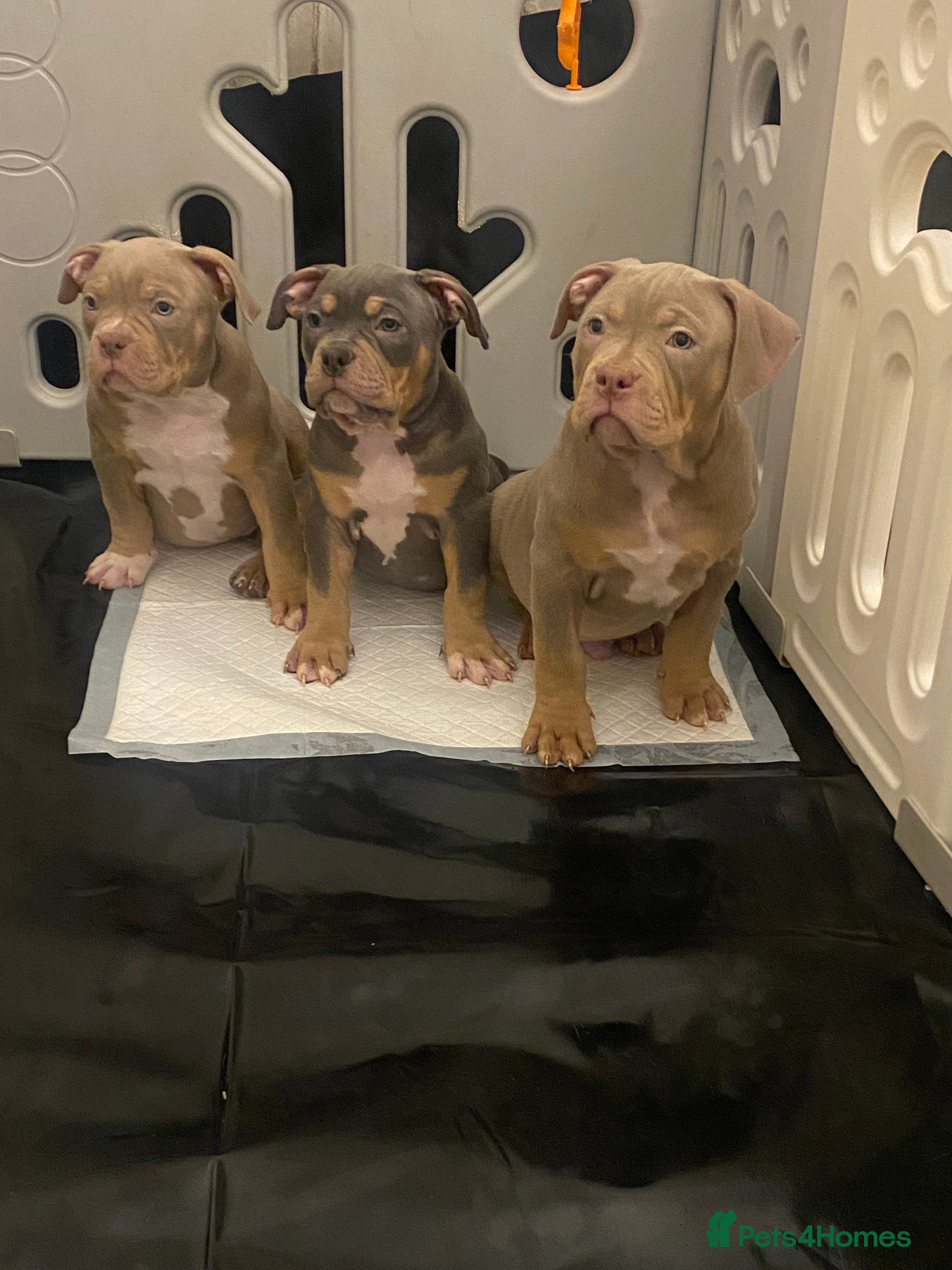 American Bully dogs READY TO LEAVE Pocket bully pups 1 boy Left KC REG - Advert 1