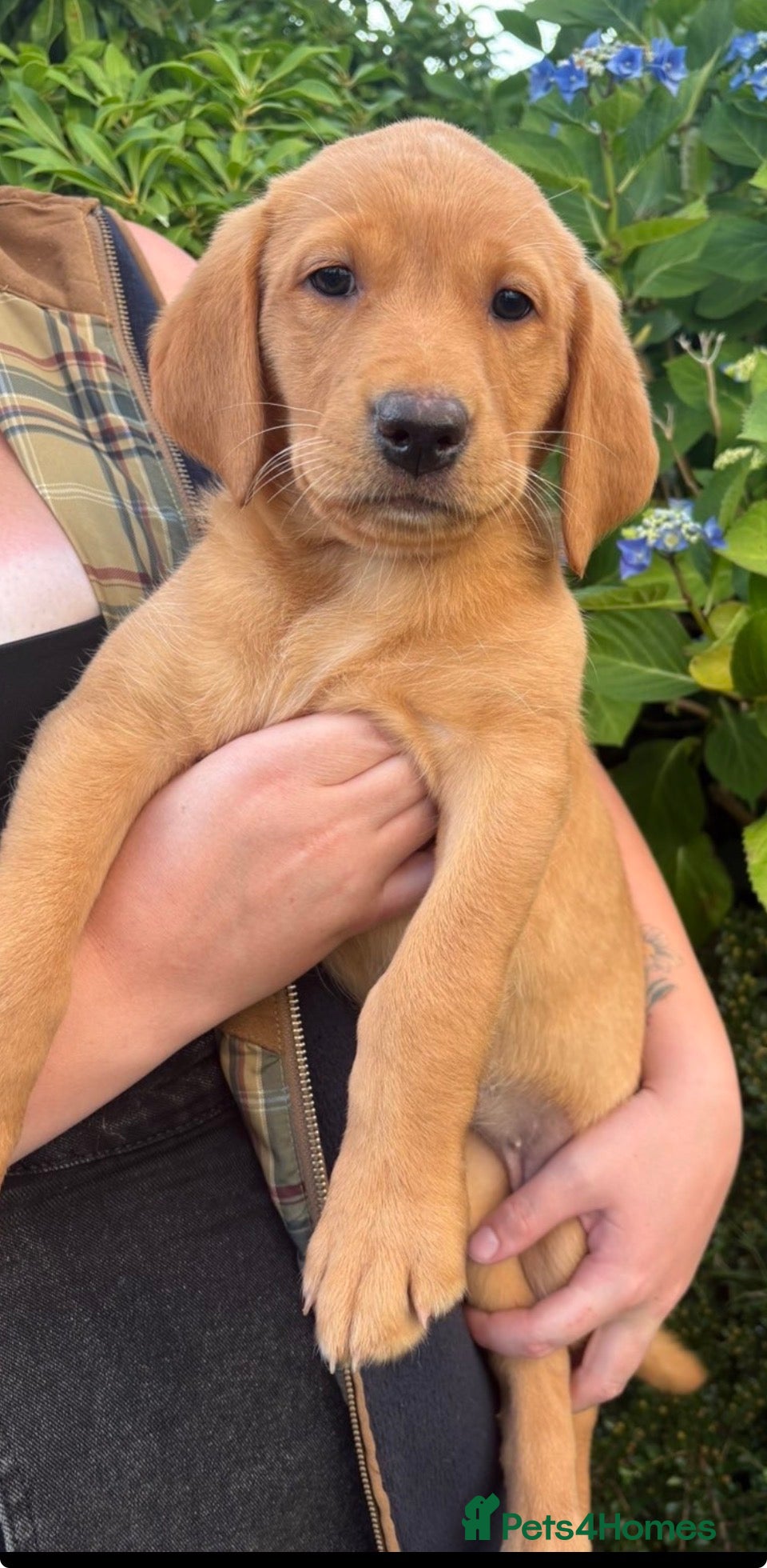 Labrador Retriever dogs Fox Red Labrador Pups – KC Registered - Advert 2