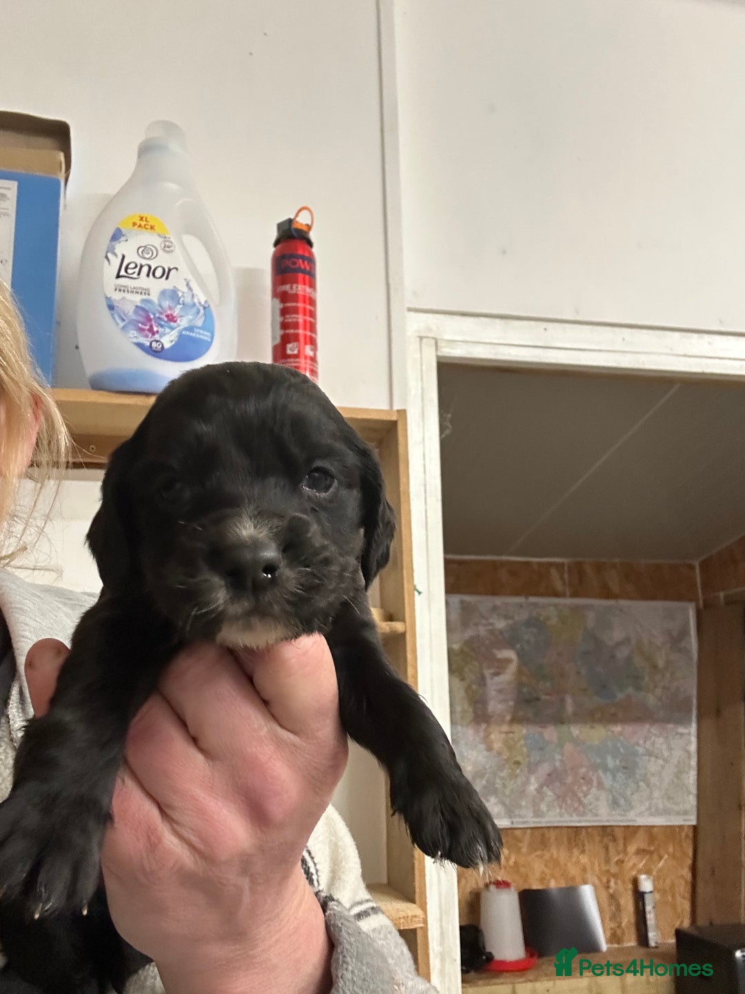 Cocker Spaniel dogs for sale: Kc reg Cocker bitch. Black Ready TODAY - Advert 2