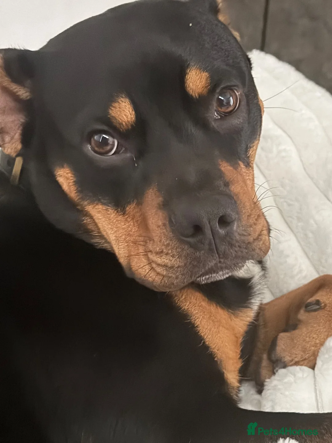 Mixed Breed dogs for sale: Diseal  in Rugby - Advert 1