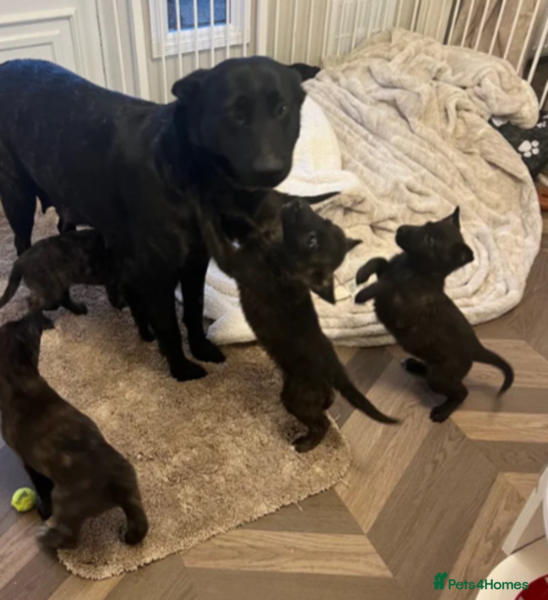 Belgian Shepherd Dog dogs for sale: Dutch herder x Belgian Malinois  - Advert 4