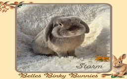 Mini Lop rabbits for sale: 🧡 Baby Mini Lops 🧡 Ready 22nd Oct 🧡 - Image 7