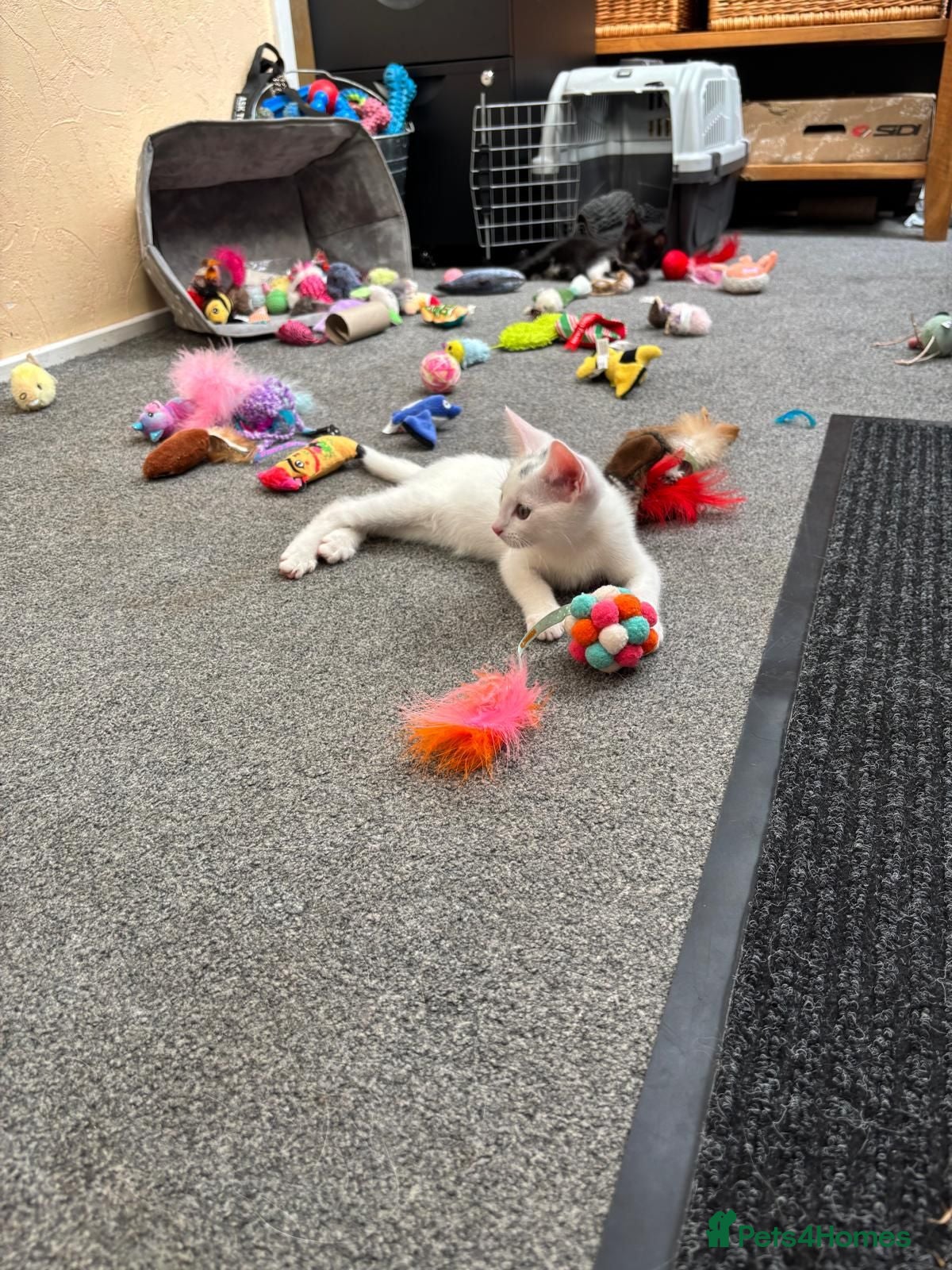 Mixed Breed cats 3 female kittens 2 half Bombay  - Advert 2