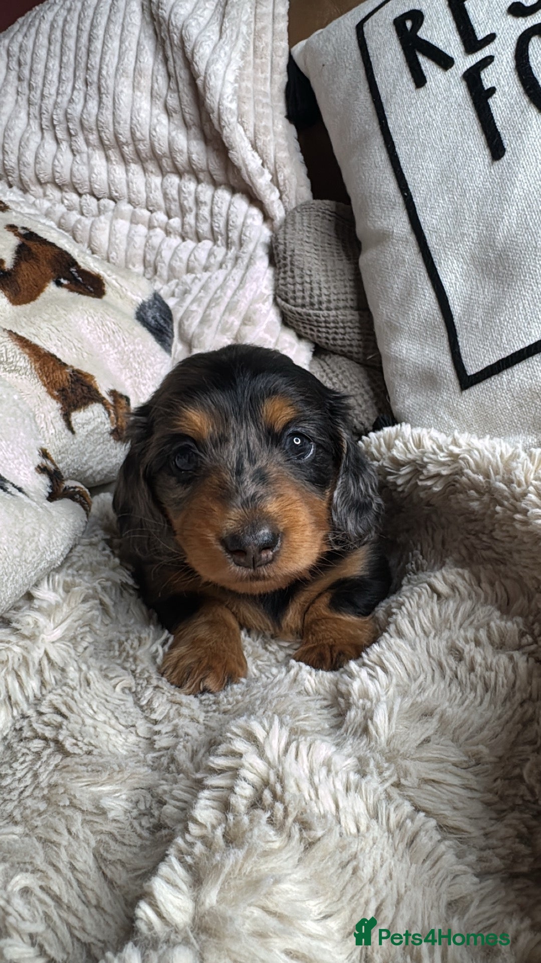 Miniature Dachshund dogs Long haired KC registered - Advert 1