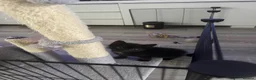 Mixed Breed cats for sale: 5 beautiful kittens for sale - Advert 7