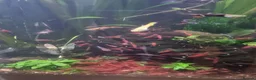 Shrimps fish for sale: Red neocaridina shrimp - Advert 3