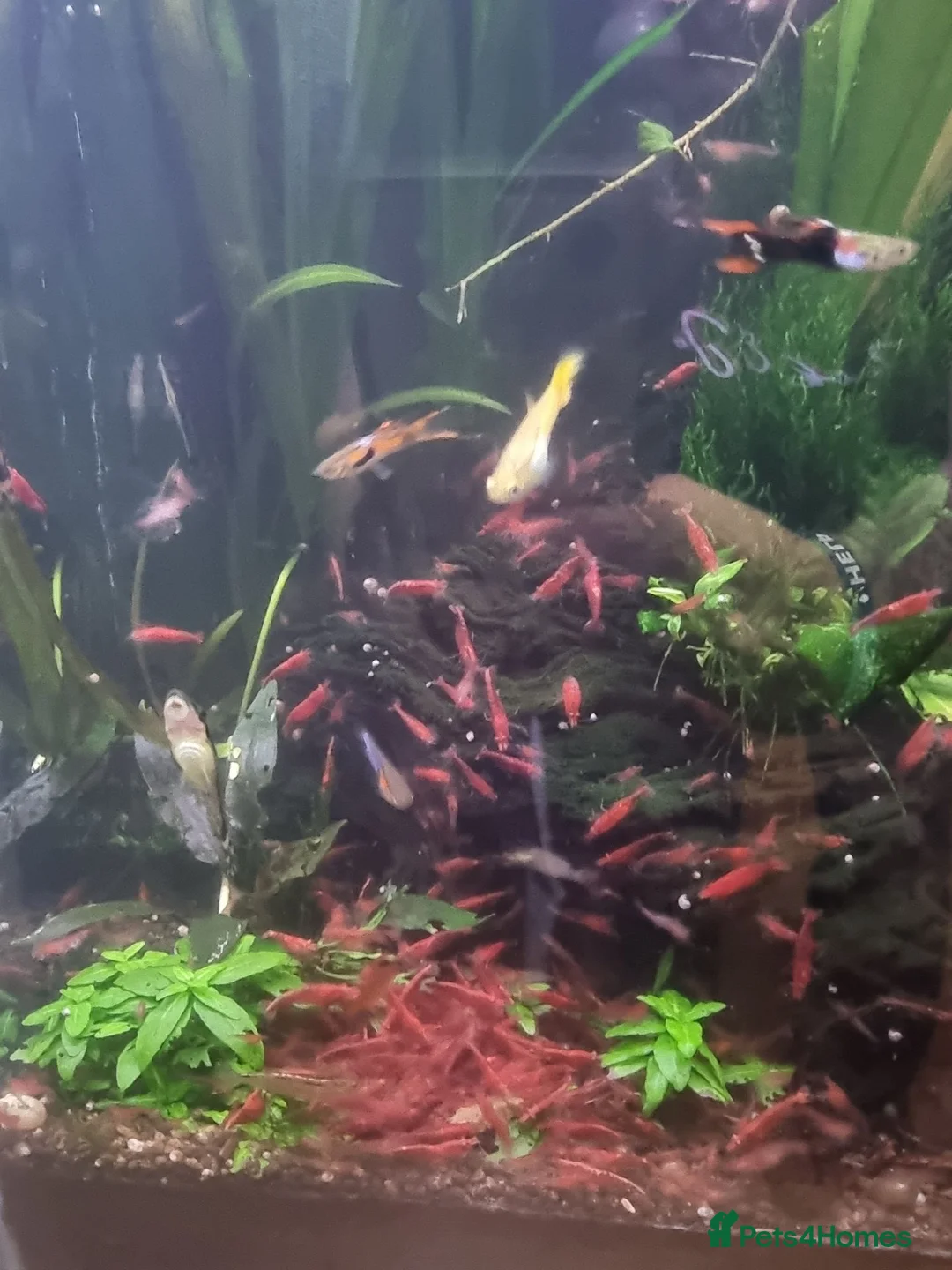 Shrimps fish for sale: Red neocaridina shrimp - Advert 3