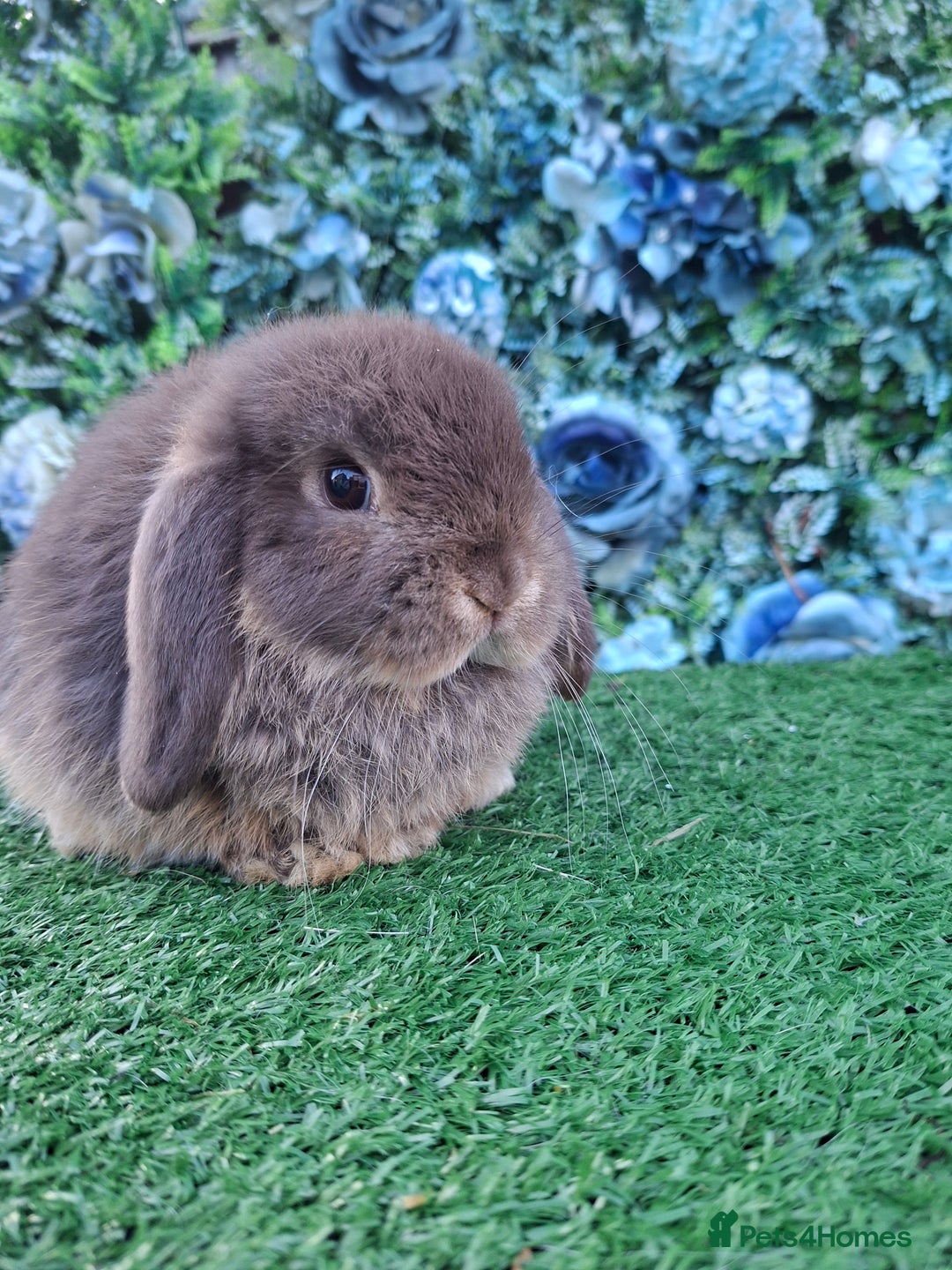 Mini Lop rabbits for sale: Beautiful Mini Lop babies Ready 18th Dec  - Advert 5