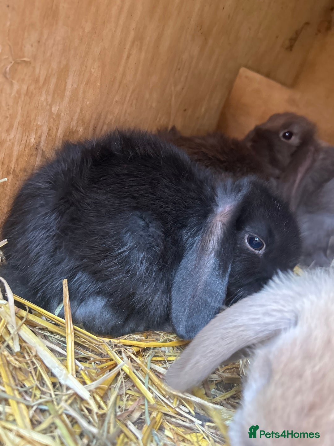 Mini Lop rabbits for sale: Beautiful mini lop bucks and does available  - Image 2